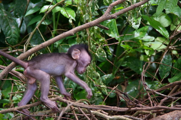 Monkey Forest Sanctuary 3