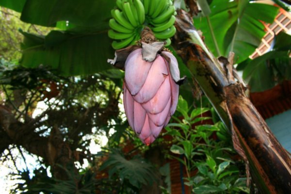 Fleur de Banana