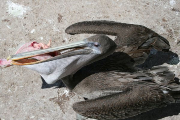 Pelican eating fish head