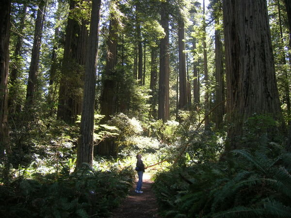 tall redwoods