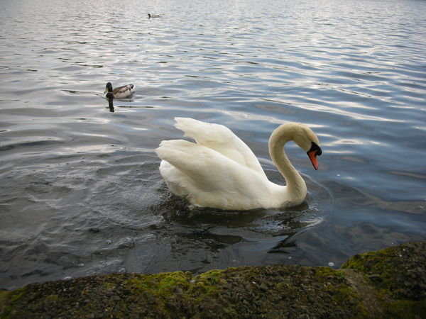 Swan in Linlithgow Loch