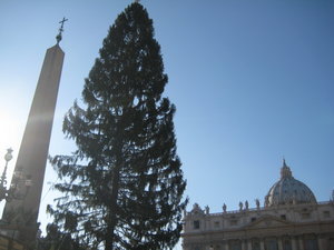 The Vatican Christmas Tree