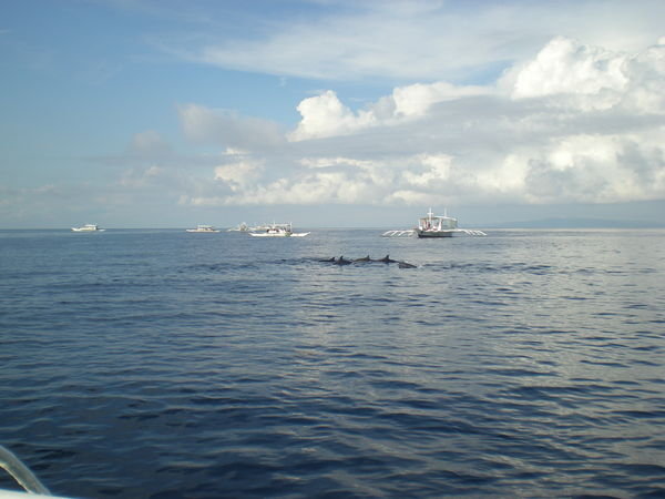 Dolphin Watching... (read: chasing)