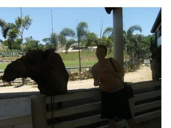 Camel at Baluarte