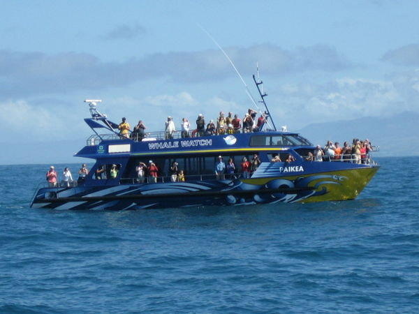 Whale watching boat. 