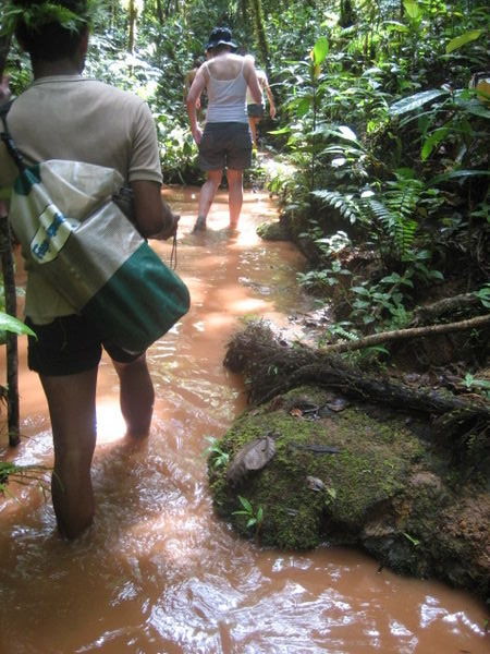 Trekking through the rainforest.