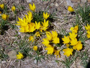 Wild yellow flowers, Moni Osios Loukas
