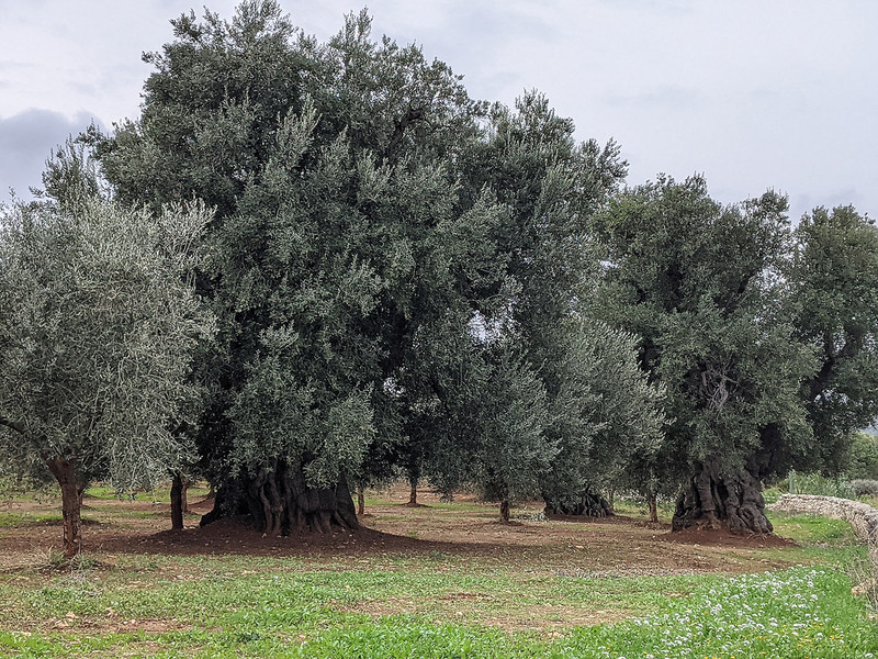 Olive trees in the Valle d'Itria