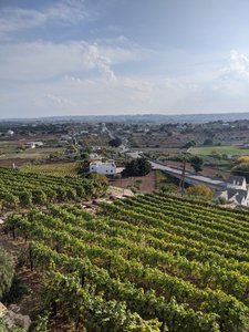 Vineyards at Locorotondo