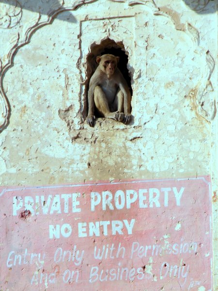 I guess they must mean monkey business