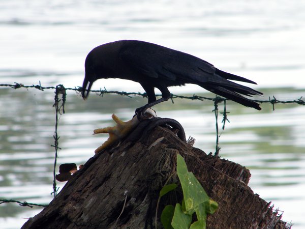 evil crow ...