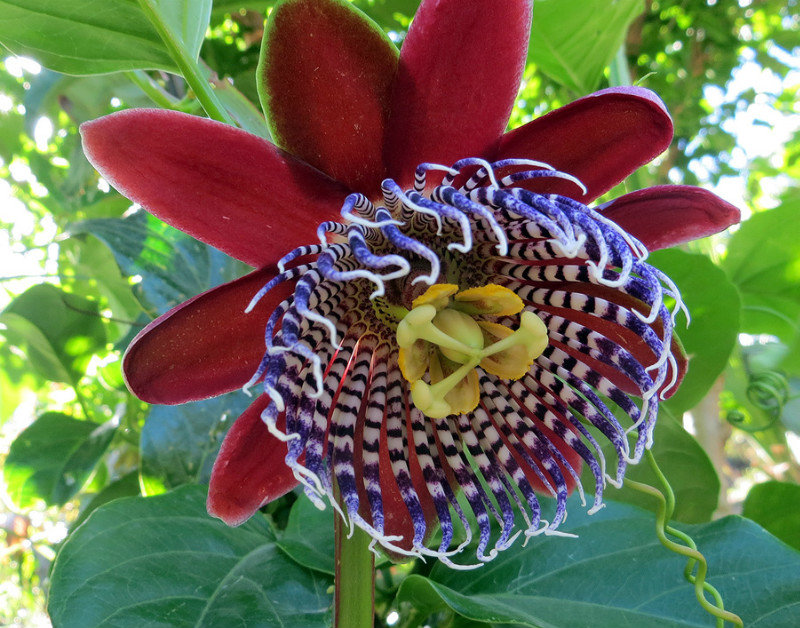 giant passionfruit flower at the botanical gardens