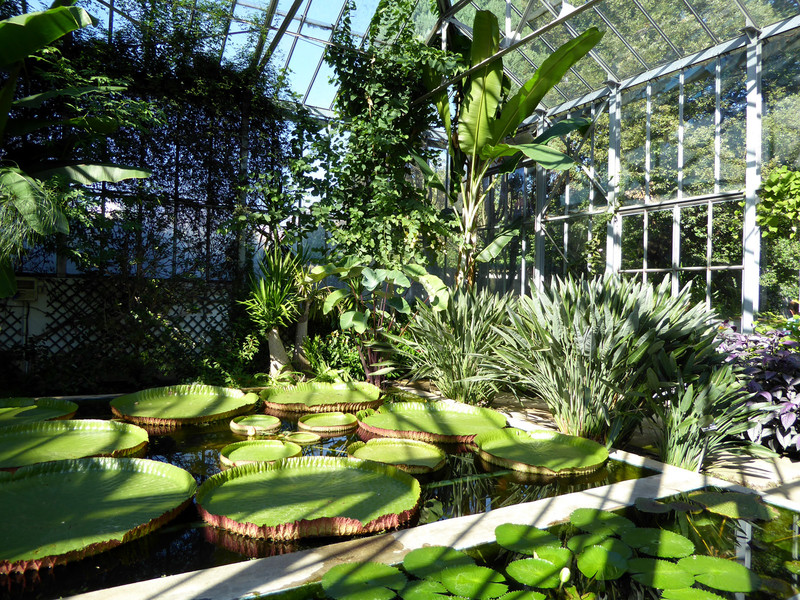 Victorian greenhouse, amazonian giant lily pads