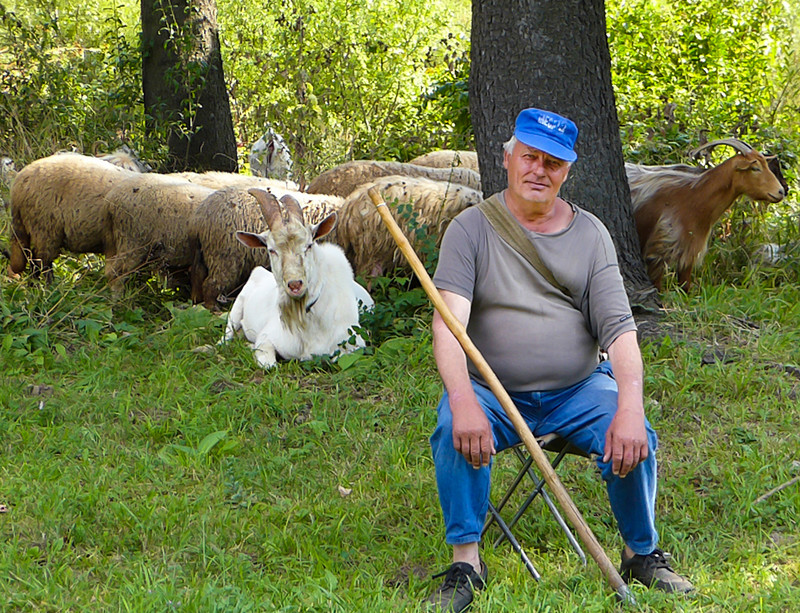 Goat herder with his sheep and goats