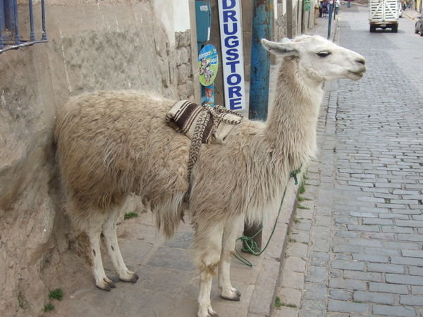 Lama in Cusco