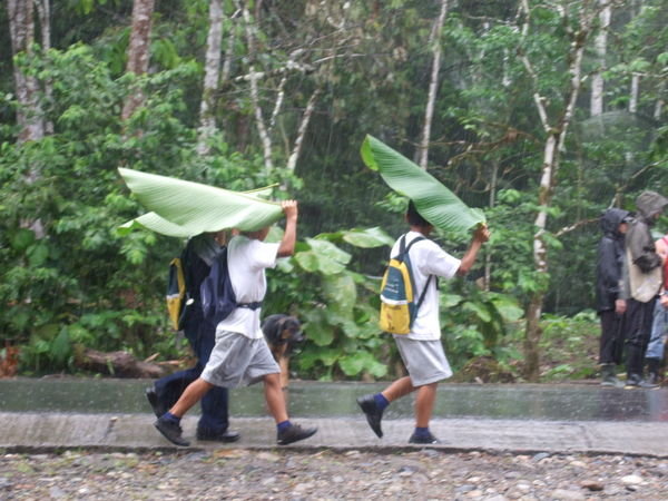 Regenschirme im Urwald