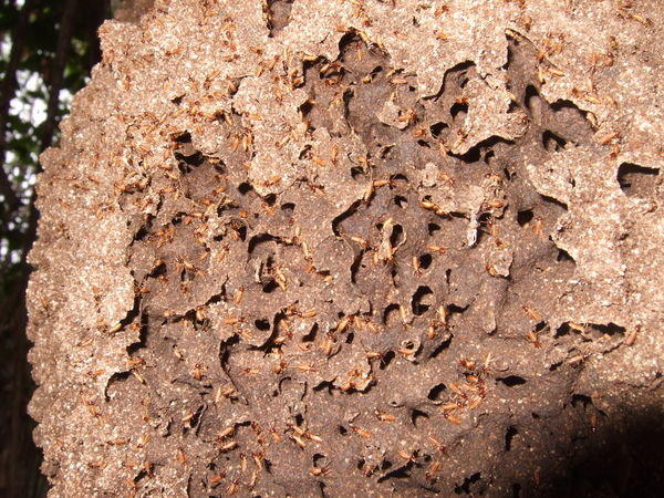 Termiten im Nest