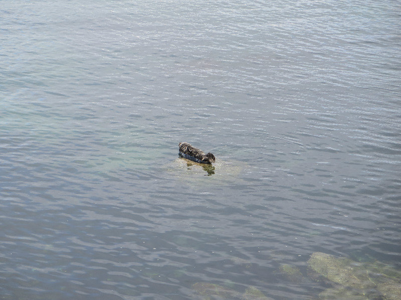 Seelöwen tummeln sich in der Bucht