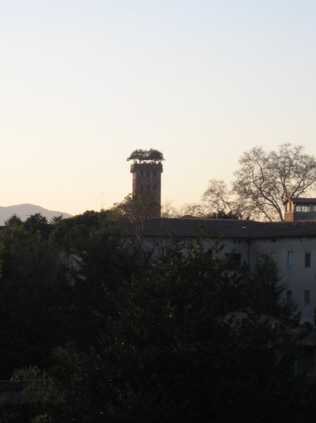 Guinigi Tower