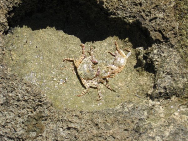 Crabs on Island Walk