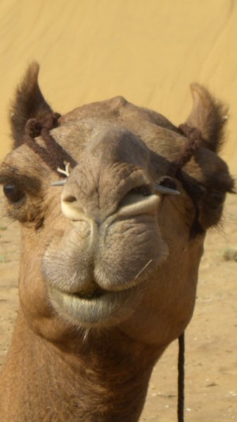 my camel, Chai