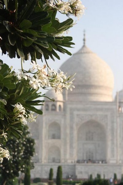 Flowers at the Taj