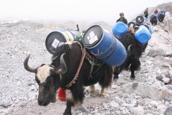 yaks bringing supplies to EBC