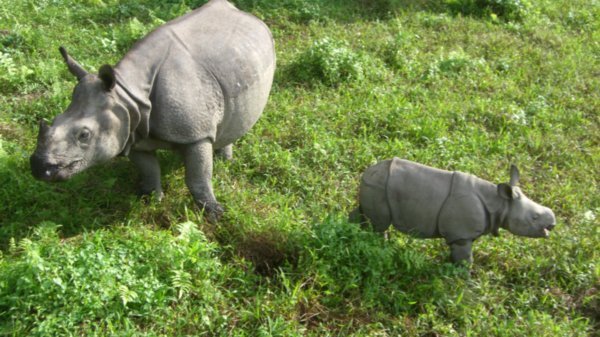 mama and baby rhino