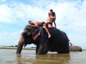 elephant love