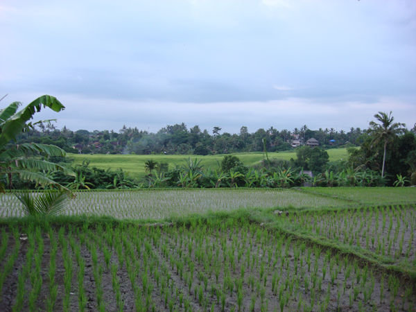 View from 'Sari Organic'