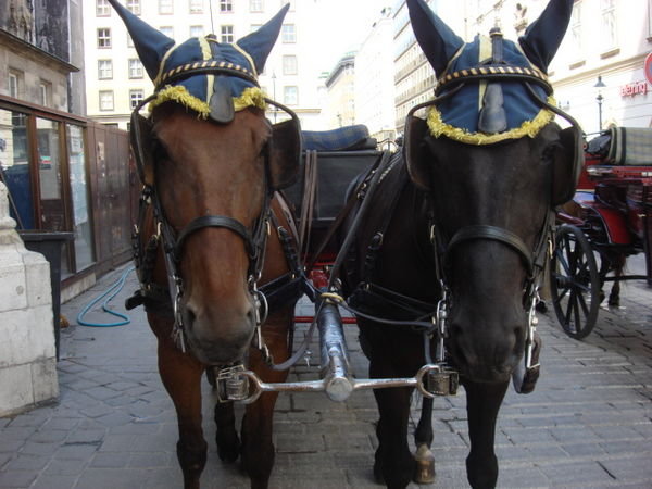 Beautiful horses pulling a fine carriage