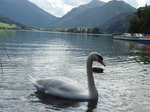 Lake & Swan Germany