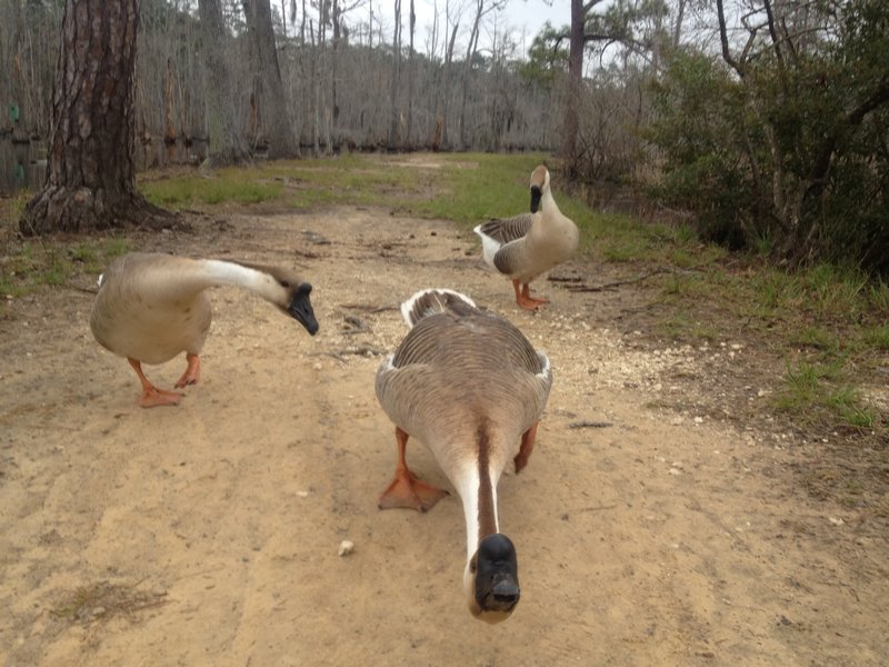 Some plucky geese!