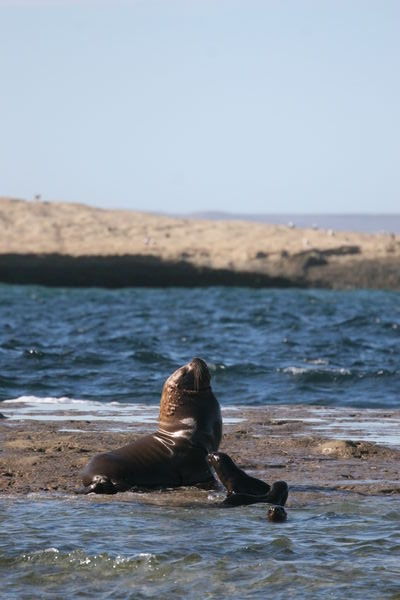 Mum and baby sea lion