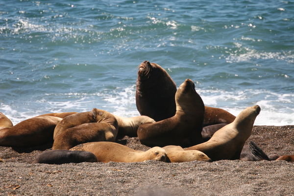 A family of sea lions!
