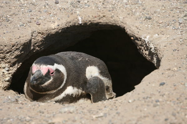 Penguin in his little house