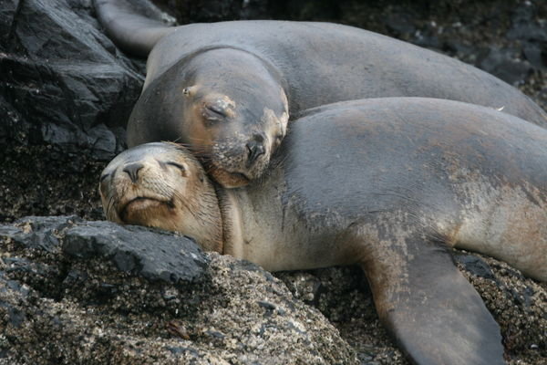More sea lions snoozing