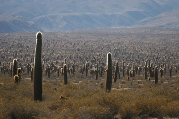 On counting, I found there were exactly 9,786 cacti in this particular part of the park