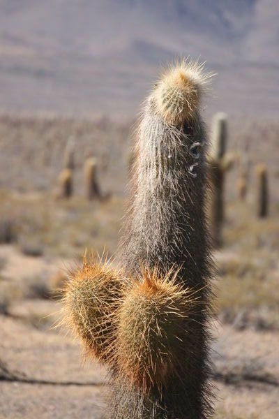 It´s a little cactus man