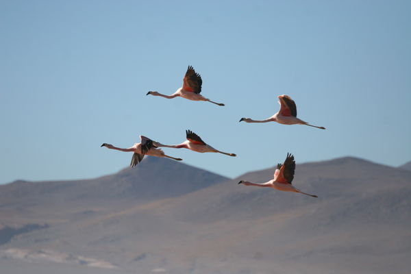 Flying flamingoes