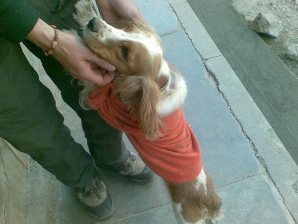 It's so cold in Tupiza, even the dogs need jumpers!