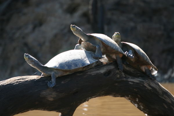 Turtles sitting on a log, 