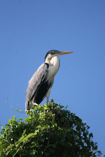 A bird perched on the top of a tree