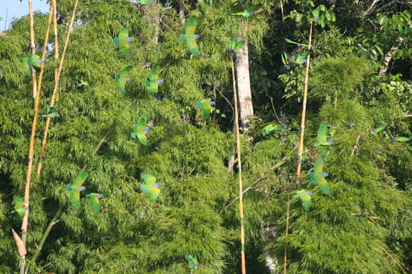 Blue-headed parrots