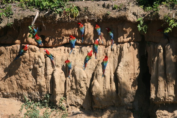 The macaws and their giant rennie