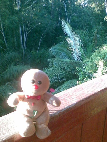 Little man enjoys the view of the rainforest in the slowly setting sun