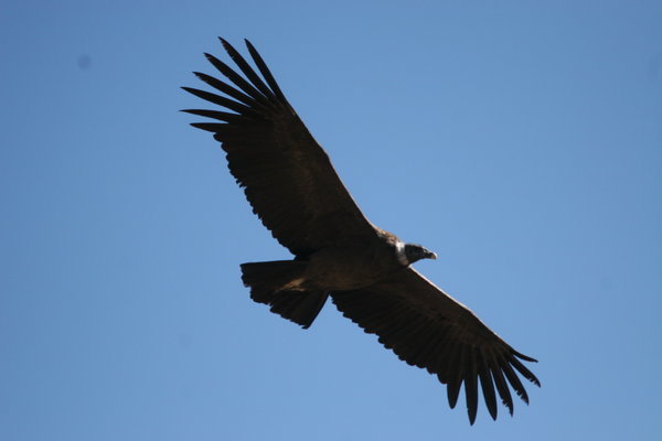 A mighty fine condor