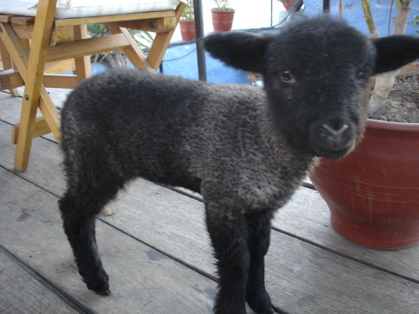 A cute little lamb