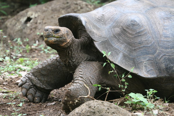 Giant Galapagos tortoise