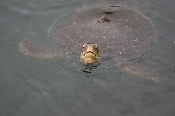 Cute turtle popping up for a spot of air
